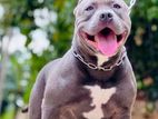 American Bully for Stud Service