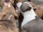 American Bully for Stud Service