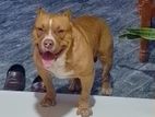 American Bully for Stud Service