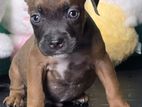 American Bully Puppies