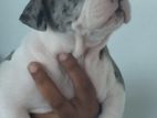 American Bully Puppies