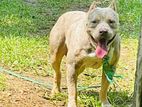 American Bully Male Dog