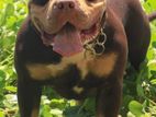 American Bully Male Available for Crossing