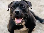 American Bully Male Crossing
