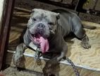 American Bully Male Dog Crossing.