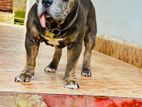 American Bully Male Dog for Crossing