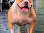 American Bully Male Dog For Crossing