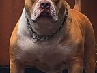 American Bully Male Dog For Crossing