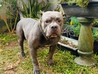 American Bully Male Dog for Crossing