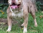 American Bully Male Dog For Crossing