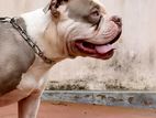 American Bully Male Dog for Crossing