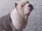 American Bully Male Dog for Kind Home