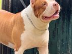 American Bully Male Dog
