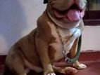 American Bully Male Dog