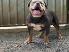 American Bully Male Dog