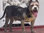 American Bully Male Dog
