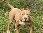 American Bully Male Dog