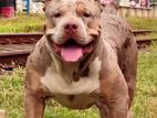 American Bully Male Dogs for Crossing (stud)