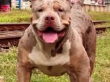 American Bully Male Dogs for Crossing (stud)