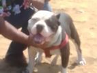 American Bully Male for Crosing