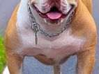 American Bully Male for Crossing