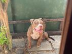 American Bully Male for Crossing