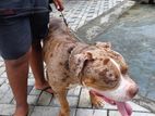 American Bully Male for Crossing