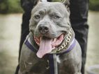 American Bully Male For Crossing