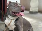 American Bully Male for Crossing