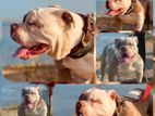 American bully male for crossing