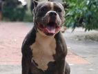 American Bully Male for Crossing