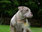 American Bully Male for Crossing
