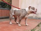 American Bully Male for Crossing