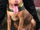 American Bully Male for Crossing