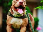 American Bully Male Dog for Crossing