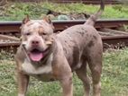 American Bully Male for Crossing (Stud)