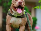 American Bully Male for Crossing