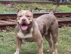 American Bully Male for Crossing