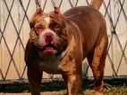 American Bully Male for Crossing (Stud) XL