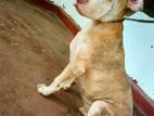 American Bully Male Puppy