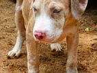 American Bully Male Puppy