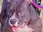 American Bully Male