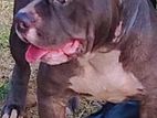 American Bully male