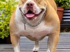 American Bully Male for Crossing