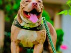 American Bully Male Fro Crossing