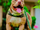 American Bully Male Fro Crossing