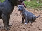 American Bully Male Pappy