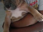 American Bully Male Puppies