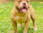 American Bully Male Puppy