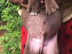 American Bully Male Puppy